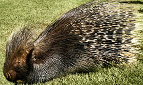 African Crested Porcupine