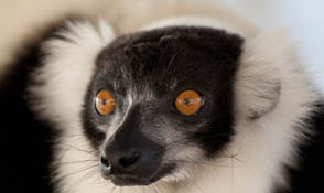 Black and White Ruffed Lemur