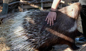 Indian Crested Porcupine