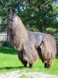 Llama Inage 2