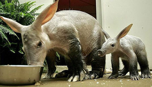 Aardvarks Main Image