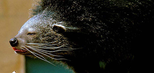 Binturong