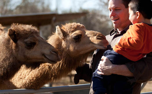 Camels