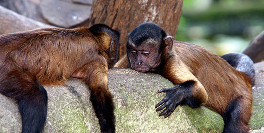 Capuchin