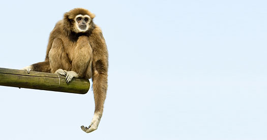 Gibbon