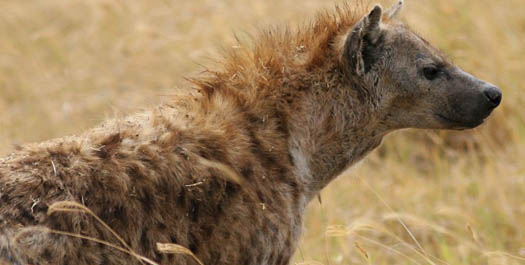 Spotted Hyena