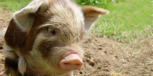 Kunekune Pig