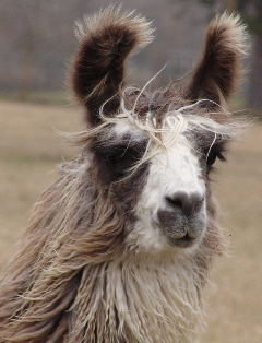 Lama