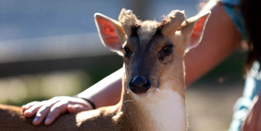 Muntjac Deer