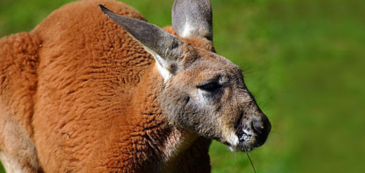 Red Kangaroo