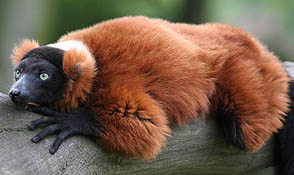 Red Ruffed Lemur