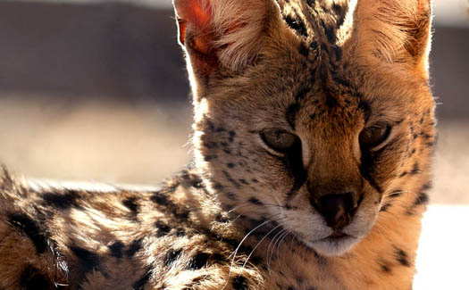 Serval