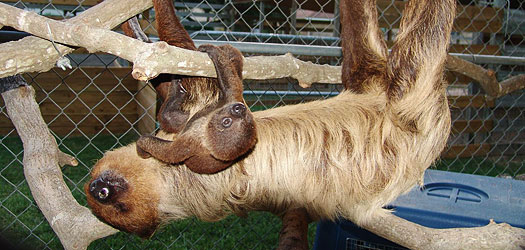 Sloth