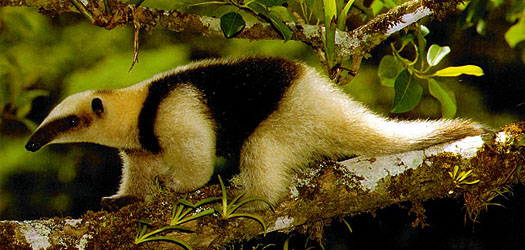 Tamandua