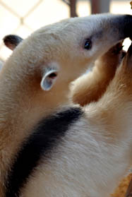 Tamandua2