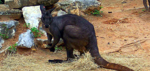 Walleroo