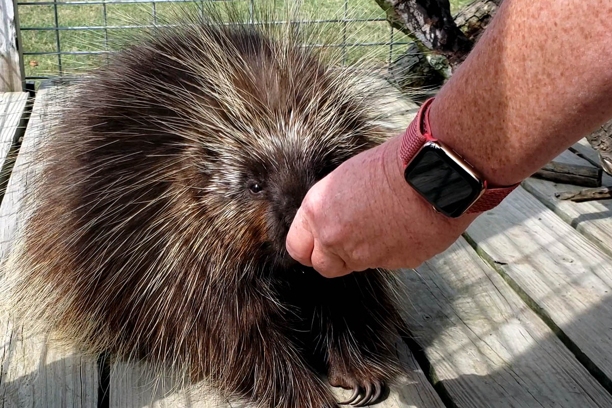porcupine