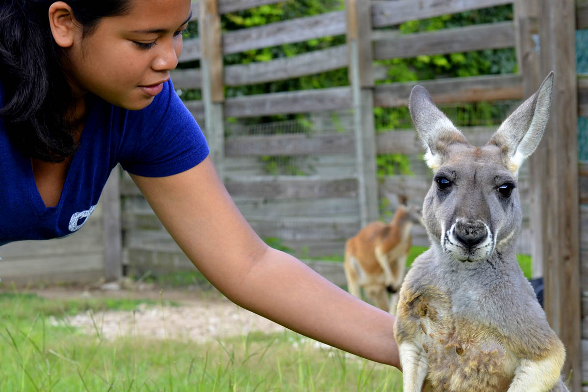 kangaroo