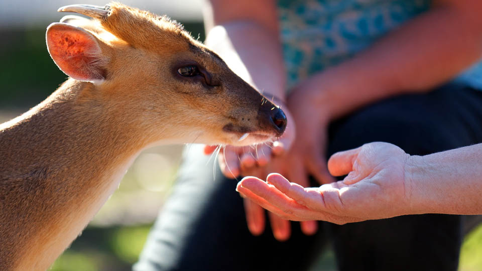 muntjac deer
