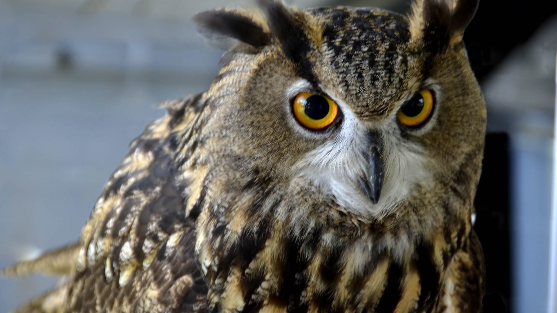 owl