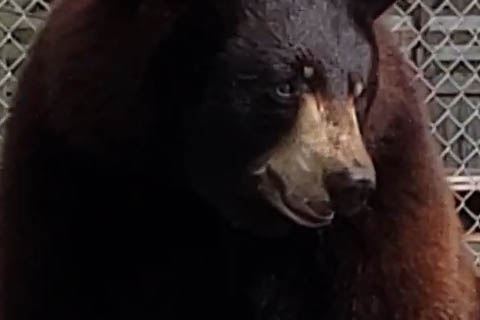 brown bear