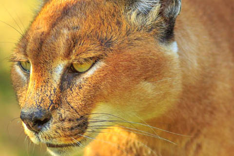 caracal