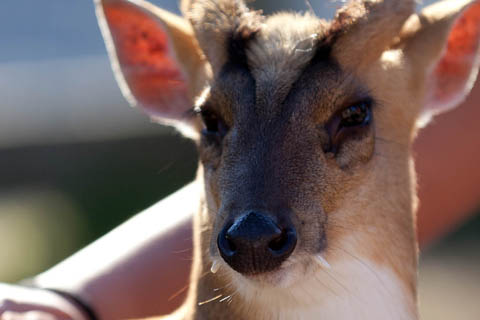 muntjac deer