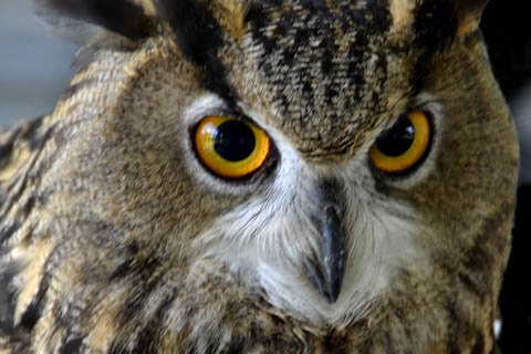 owl