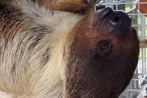 sloth