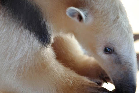 tamandua