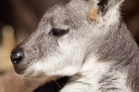 wallaroo