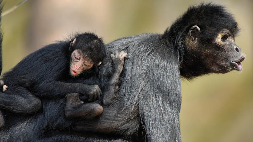 spider monkey