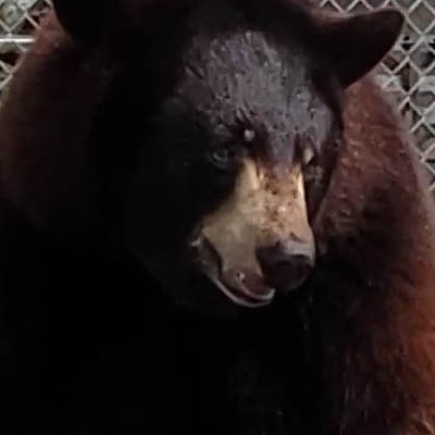 brown bear