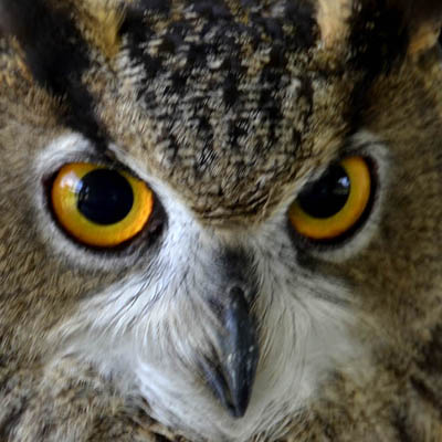 owl