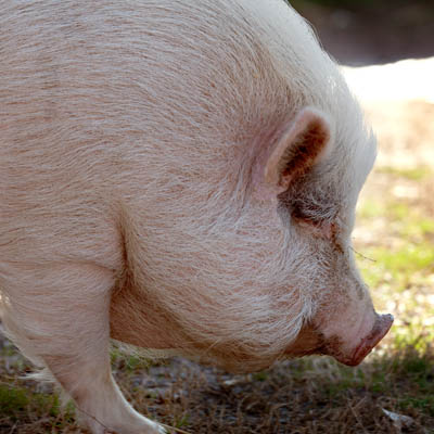 kune kune pig