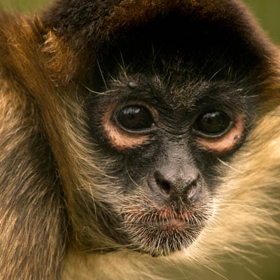 spider monkey