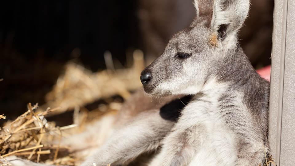 wallaroo